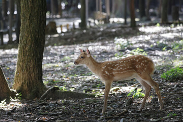 森の中にたたずむ子鹿