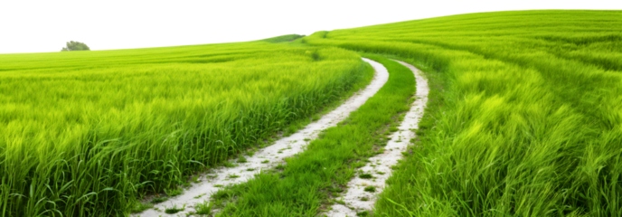 Rural countryside village nature ground road surrounded by grass lawn meadow field isolated on transparent background. Outside summer path landscape, horizon