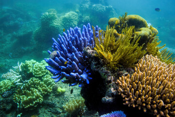 Underwater view of a coral in the Great Barrier Reef off the coast of Queensland near Cairns, Australia