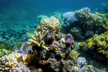 Underwater view of a coral in the Great Barrier Reef off the coast of Queensland near Cairns, Australia