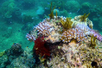 Underwater view of a coral in the Great Barrier Reef off the coast of Queensland near Cairns, Australia