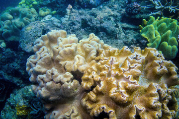 Underwater view of a coral in the Great Barrier Reef off the coast of Queensland near Cairns, Australia