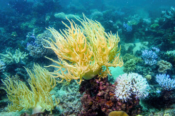 Underwater view of a coral in the Great Barrier Reef off the coast of Queensland near Cairns, Australia