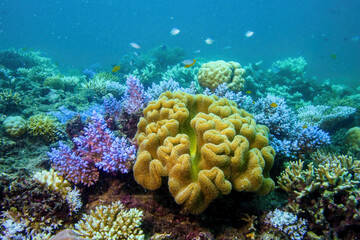 Underwater view of a coral in the Great Barrier Reef off the coast of Queensland near Cairns,...