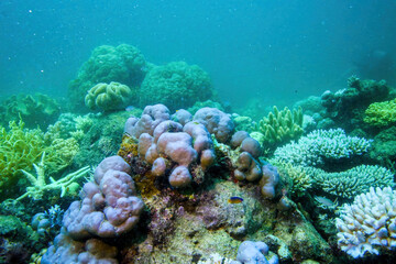 Underwater view of a coral in the Great Barrier Reef off the coast of Queensland near Cairns, Australia