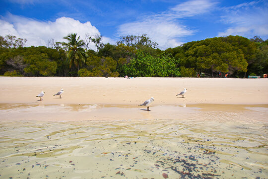 Red-billed gulls on Whitehaven Beach on Whitsunday Island in Queensland, Australia
