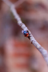 red and blue fly insect are on the tree branch