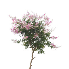Obraz premium Pink and white flowers on the tree