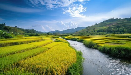 A tranquil river winding through a lush rice field under a clear sky, offering a serene rural scene. 🌾💧🌤️ Highlights the beauty of nature and peaceful landscapes.