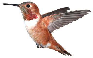 Hummingbird in flight, bird close-up