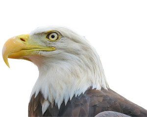 Close-up of an eagle's head