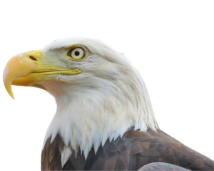 Close-up of an eagle's head