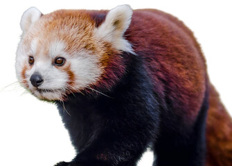 Red panda walking with a curious look