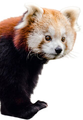 Red panda climbing, fluffy fur