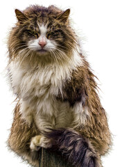 Majestic cat on perch, wet fur