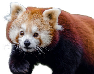 Red panda poised, intense gaze