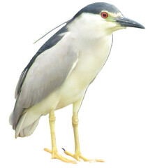 Night Heron by the Water