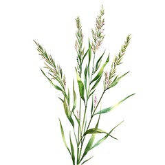Obraz premium Watercolor Zoysia Isolated on White Background. Beautiful Zoysia Flower