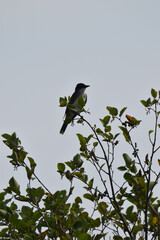 Marais Kingsbury 3 Août 2024