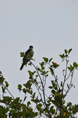 Marais Kingsbury 3 Août 2024