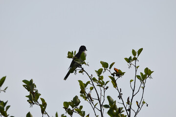 Marais Kingsbury 3 Août 2024