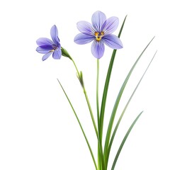 Blue Eyed Grass Isolated on White Background. Beautiful Blue Eyed Grass Flower