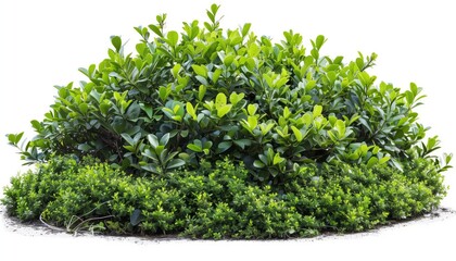 Obraz premium Lush Green Bush with Small Leaves on White Background