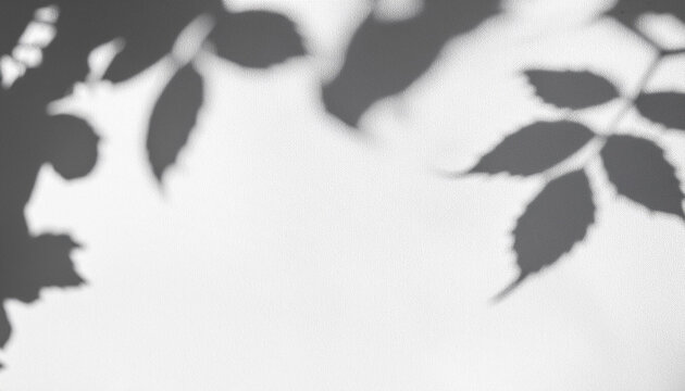 Overlay effect for photo. Gray shadow of the wild roses leaves on a white wall. Abstract neutral nature concept blurred background. Space for text.