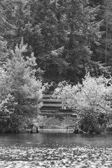 Marais Kingsbury 3 Août 2024 - N&B