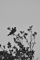 Marais Kingsbury 3 Août 2024 - N&B