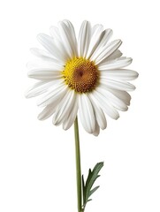 Naklejka premium Yellow Shasta Daisy Isolated on White Background. Beautiful Lilac Flower