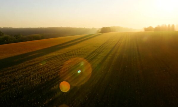 Golden Hour Field: A picturesque aerial view of a vast, golden field bathed in the warm glow of the morning sun, capturing the beauty and tranquility of nature's awakening. The soft light creates a se