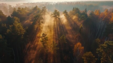 Foggy morning green pine forest scenery from drone aerial view nature background