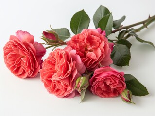 Bunch of british roses isolated on white