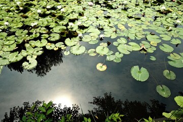 water lily in the pond