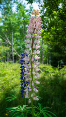 Close-Up of Pink and Purple Lupines