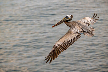 2024-06-30 A CALIFORNIA BROWN PELICAN IN FLIGHT OVER THE PACIFIC OCEAN NEAR LA JOLLA CALIFORNIA WITH ITS WINGS SPREAD OUT