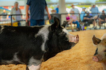 2024-08-02 A PROFILE SHOT OF A LARGE BLACK AND WHITE PIG IN ASHOW RING AT THE STANWOOD CAMANO ISLAND FAIR 
