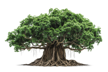 Green banyan tree isolated on transparent background