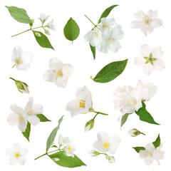 Obraz premium Jasmine flowers and green leaves isolated on white, set