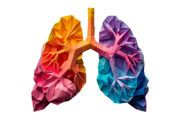 Origami paper cut style colorful human lungs on transparent background