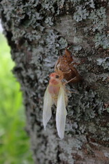 羽化したばかりのアブラゼミ
