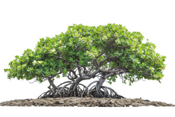 Green mangrove tree isolated on transparent background
