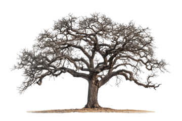 Oak tree without leaves isolated on transparent background
