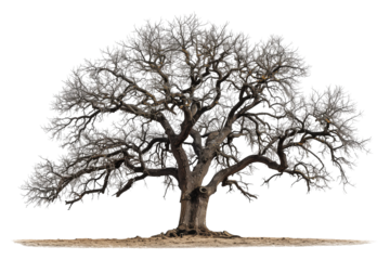 Oak tree without leaves isolated on transparent background
