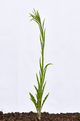 Conyza sumatrensis plant on white background