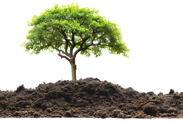 Tree with green leaves growing on the ground isolated on transparent background