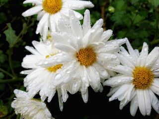 Fototapeta premium White Daisy flowers in the morning full of dew drops 
