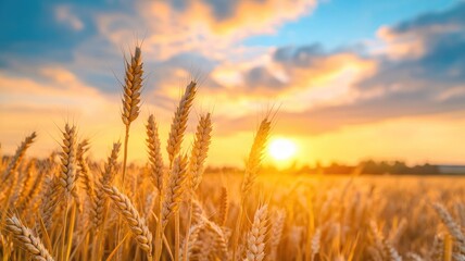 Fototapeta premium Golden wheat field at sunset, showcasing ripe grains and vibrant sky with clouds