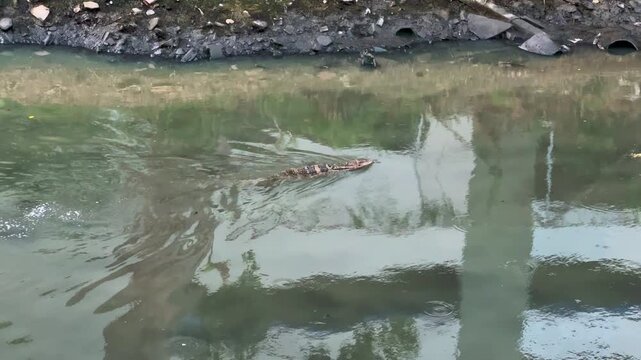 Varanus salvator  water monitor lizard swimming in water